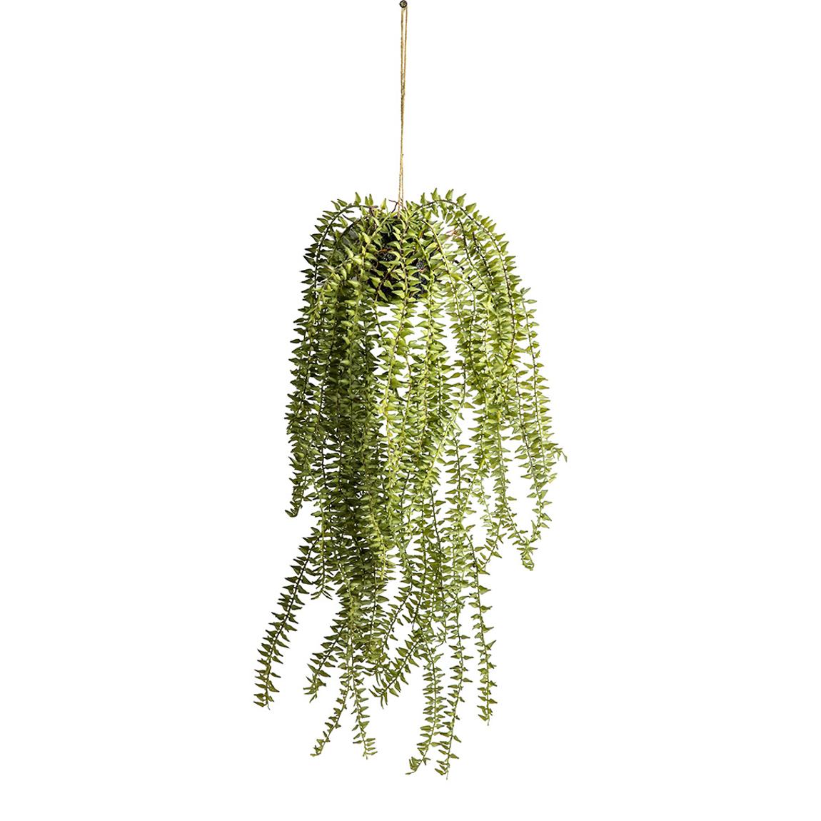 Hanging Cactus Horsetail main product photo