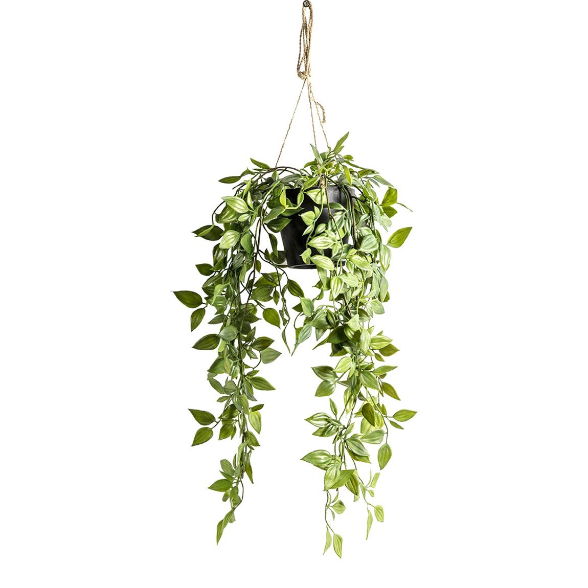 Hanging Scindapsus, Small main product photo
