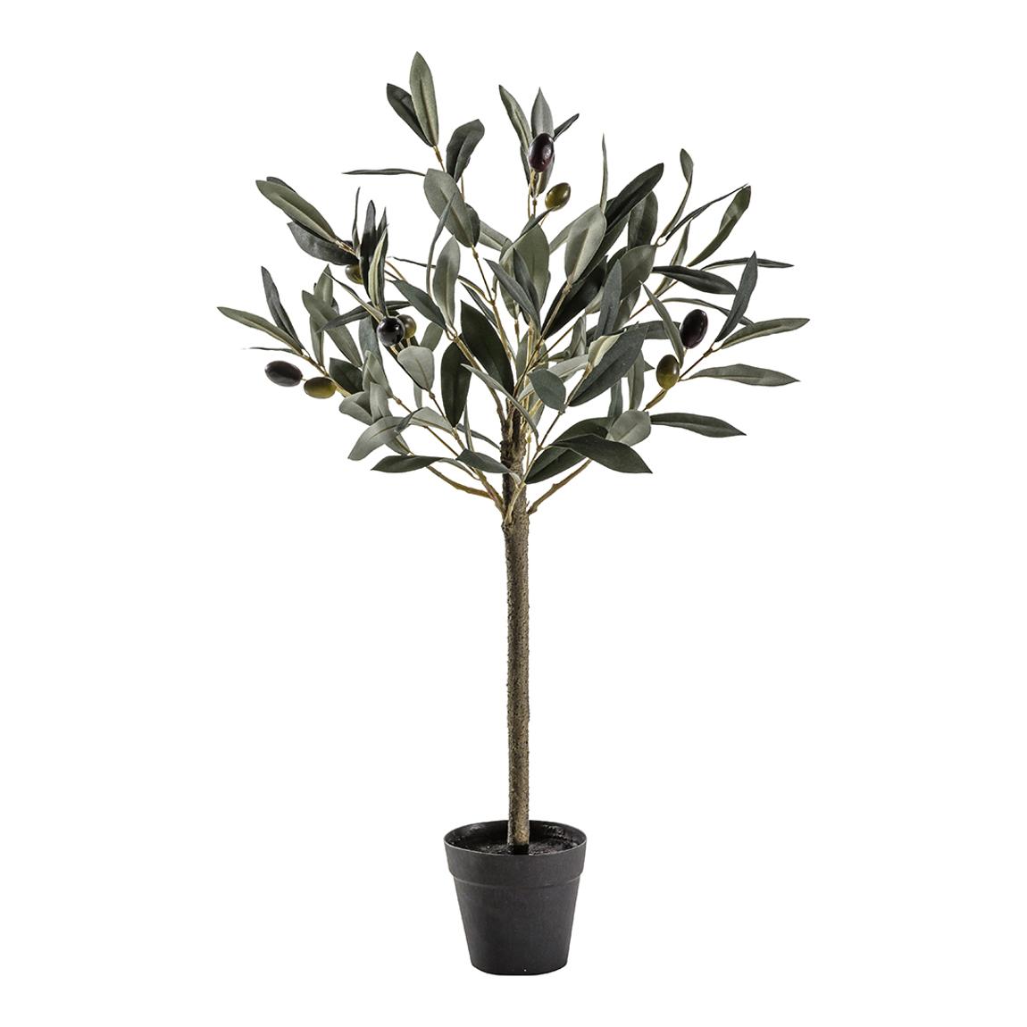 Olive Tree Small 220x220x600mm main product photo