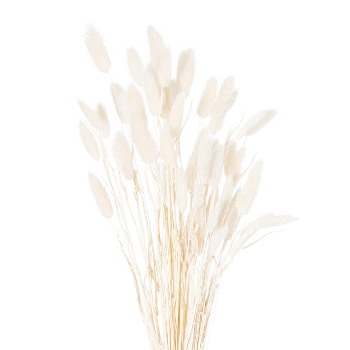 Faux Dried White Bunny Tail Flowers Bunch Of 60 main product photo
