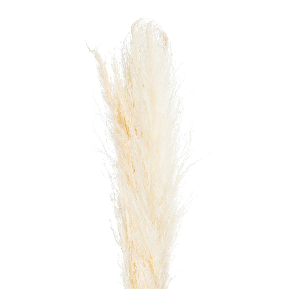 Faux Cream Pampas Grass Stem main product photo