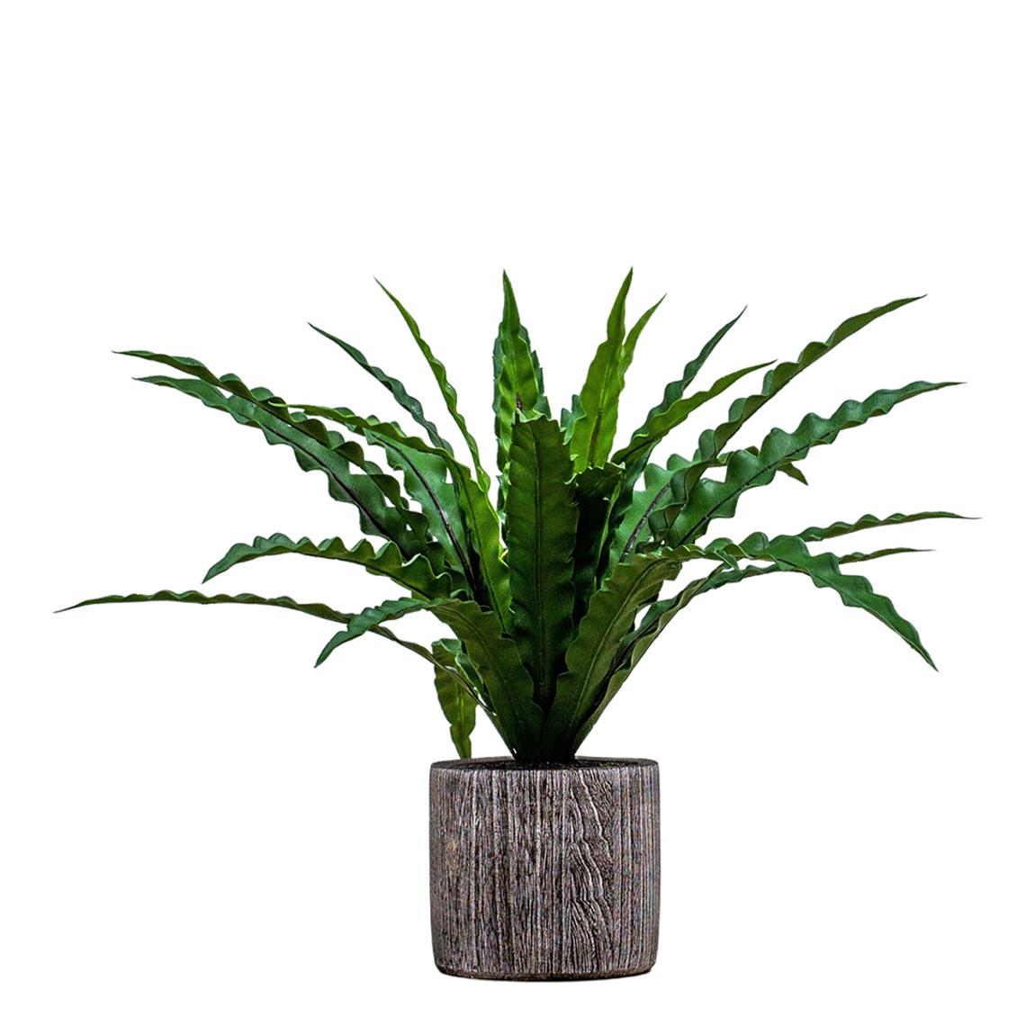 Potted Asplenium Fern 180x480mm main product photo