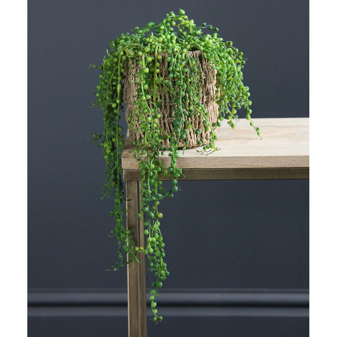 Trailing String Of Pearls main product photo