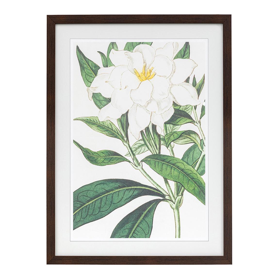 Gardenia 80x60cm Framed Print main product photo