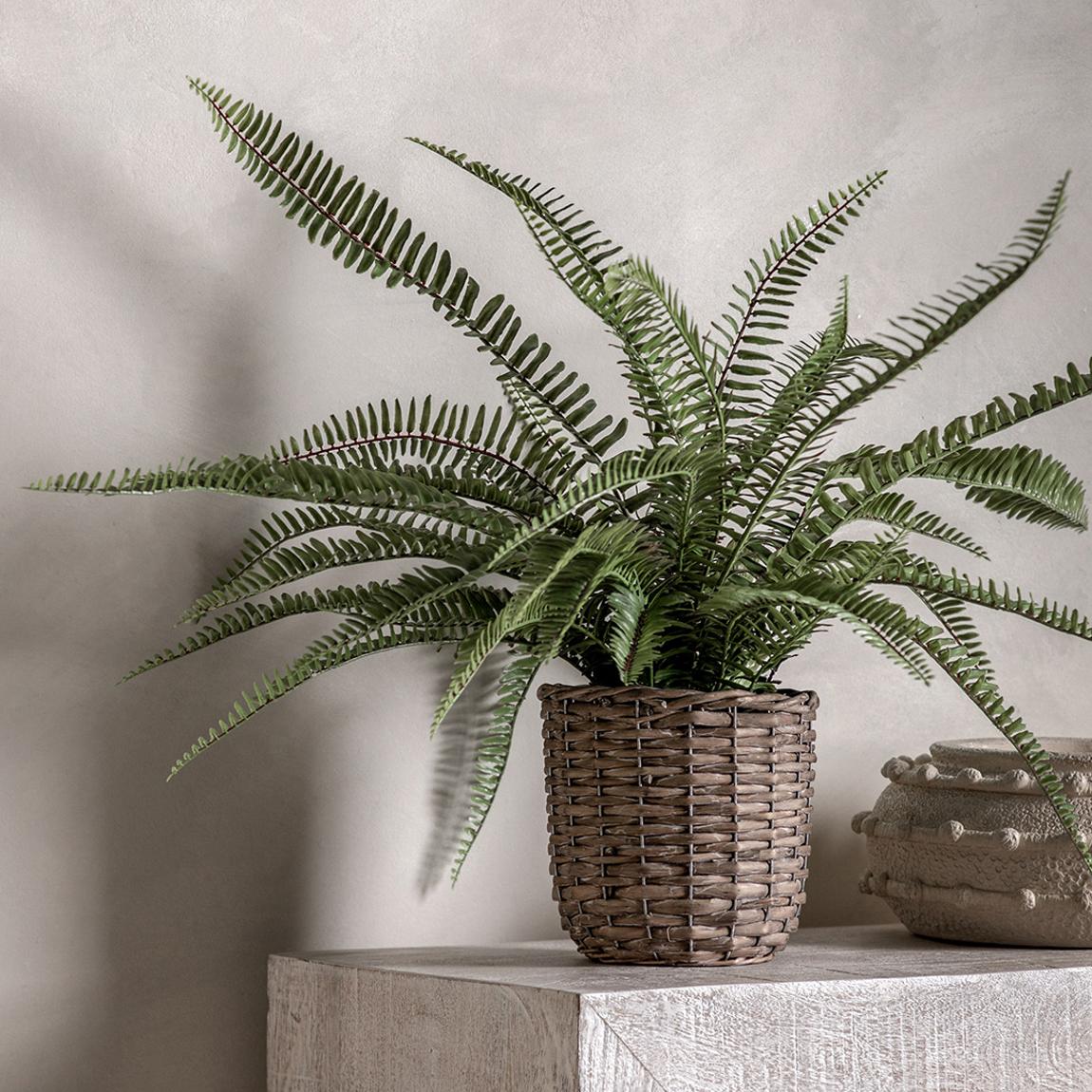 Potted Fern Plant 810mm main product photo