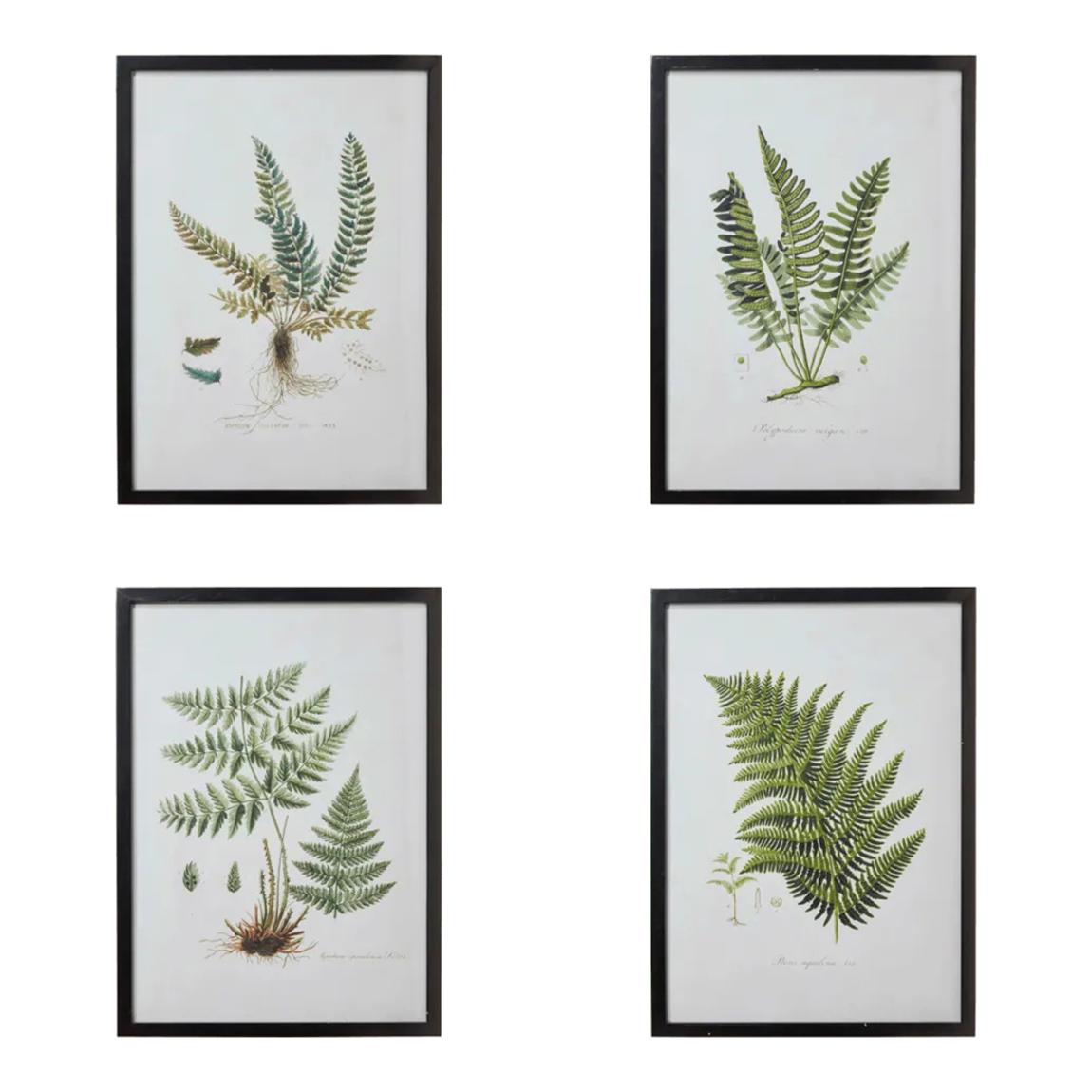 Set of Four Framed Fern Prints, Black main product photo