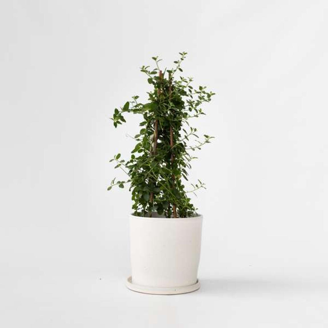 Californian Lilac - Ceanothus thyrsiflorus Repens - Height 60-70cm - ⌀17cm main product photo