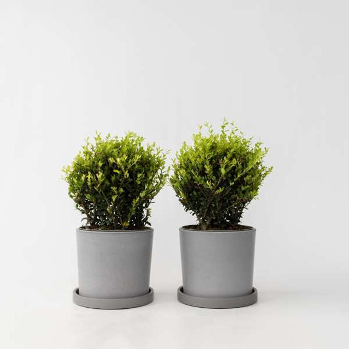 Japanese holly - 2 pcs. Ilex crenata 'Jenny' - Height 30-40cm - ⌀17cm main product photo