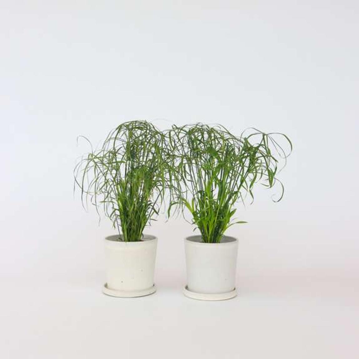Umbrella plant - 2 pcs. - Cyperus alternifolius - Height 40-50cm - ⌀14cm main product photo
