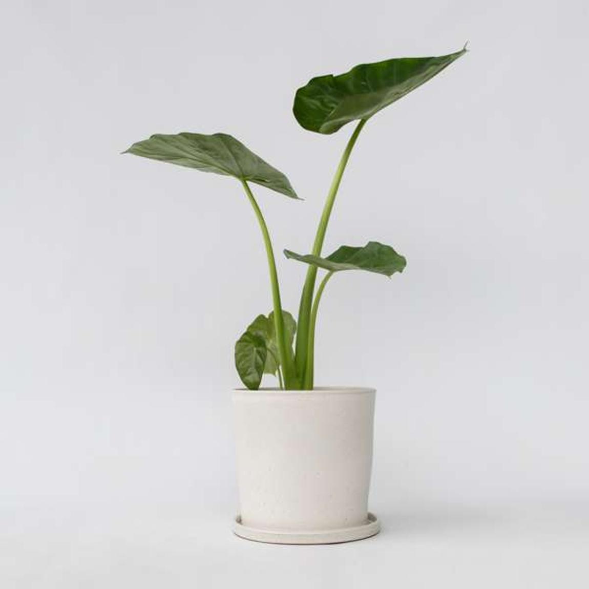 Elephant's Ear - Alocasia 'Macrorrhizos' - Height 60-70cm - ⌀17cm main product photo