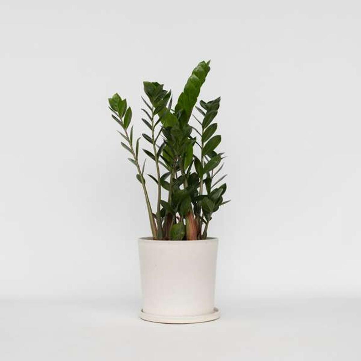 ZZ Plant - Zamioculcas Zamiifolia - Height 55-65cm - ⌀17cm main product photo