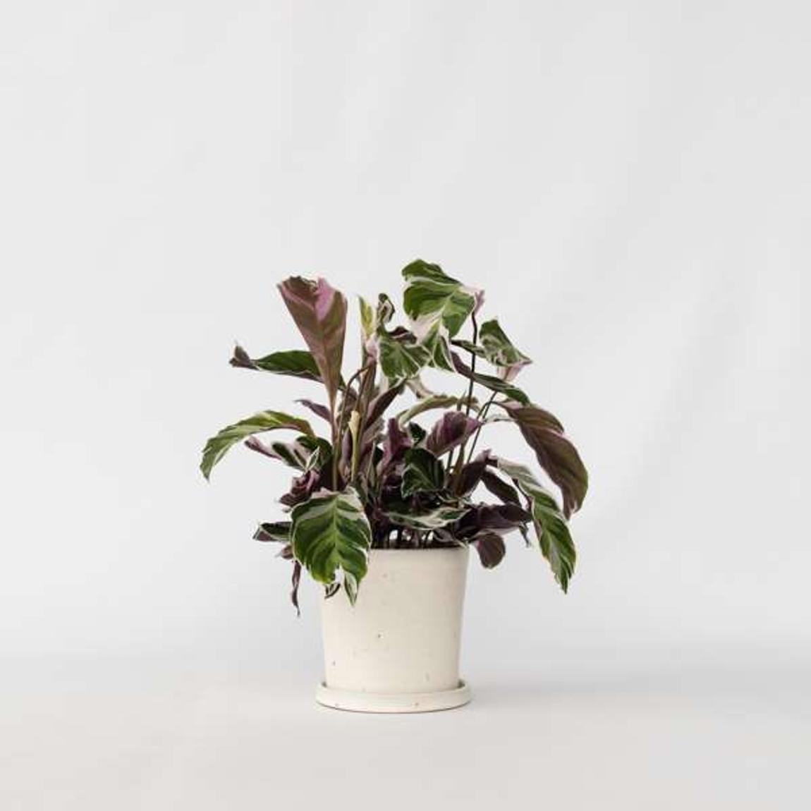 Plant in a Box Prayer Plant - Calathea Lietzei 'White Fusion' - Height  30-40cm - 14cm - BrandAlley