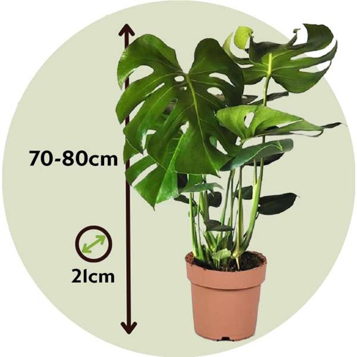 Plant in a Box Swiss Cheese Plant - Monstera deliciosa - Height 70-80cm -  21cm - BrandAlley