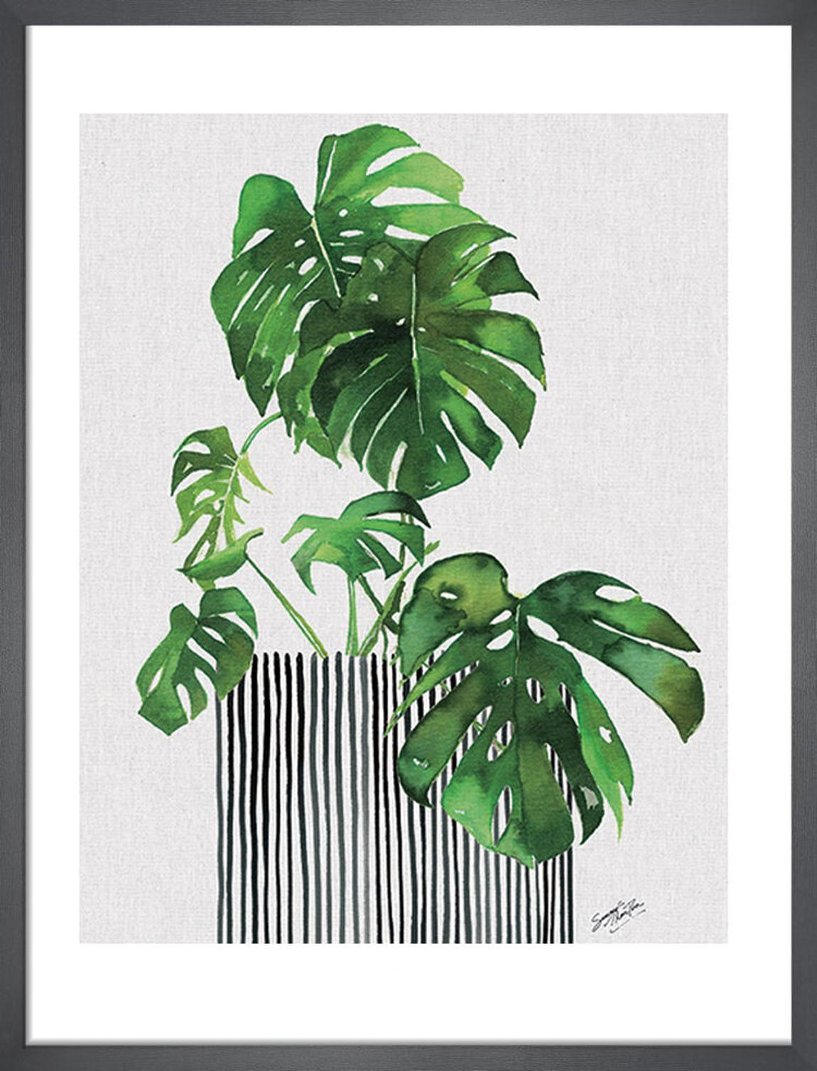 Swiss Cheese Plant Framed Art Print by Summer Thornton 53x43cm main product photo