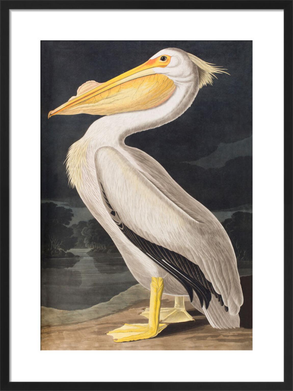 American White Pelican by John James Audubon 55x42cm main product photo