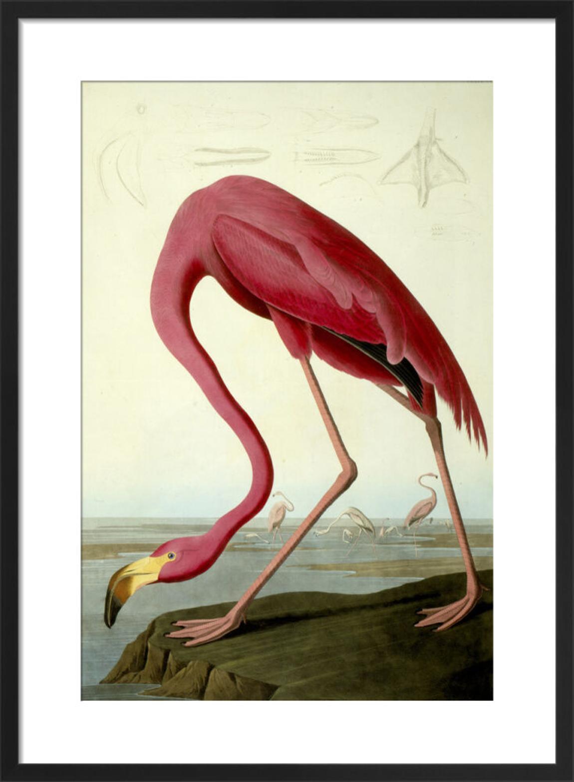 American Flamingo Framed Art Print by John James Audubon 39x31cm main product photo