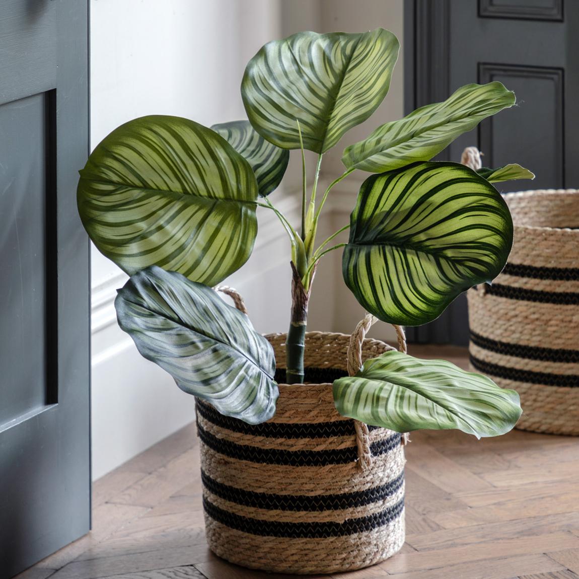 Potted Calathea Leaf Tree, 2ft main product photo