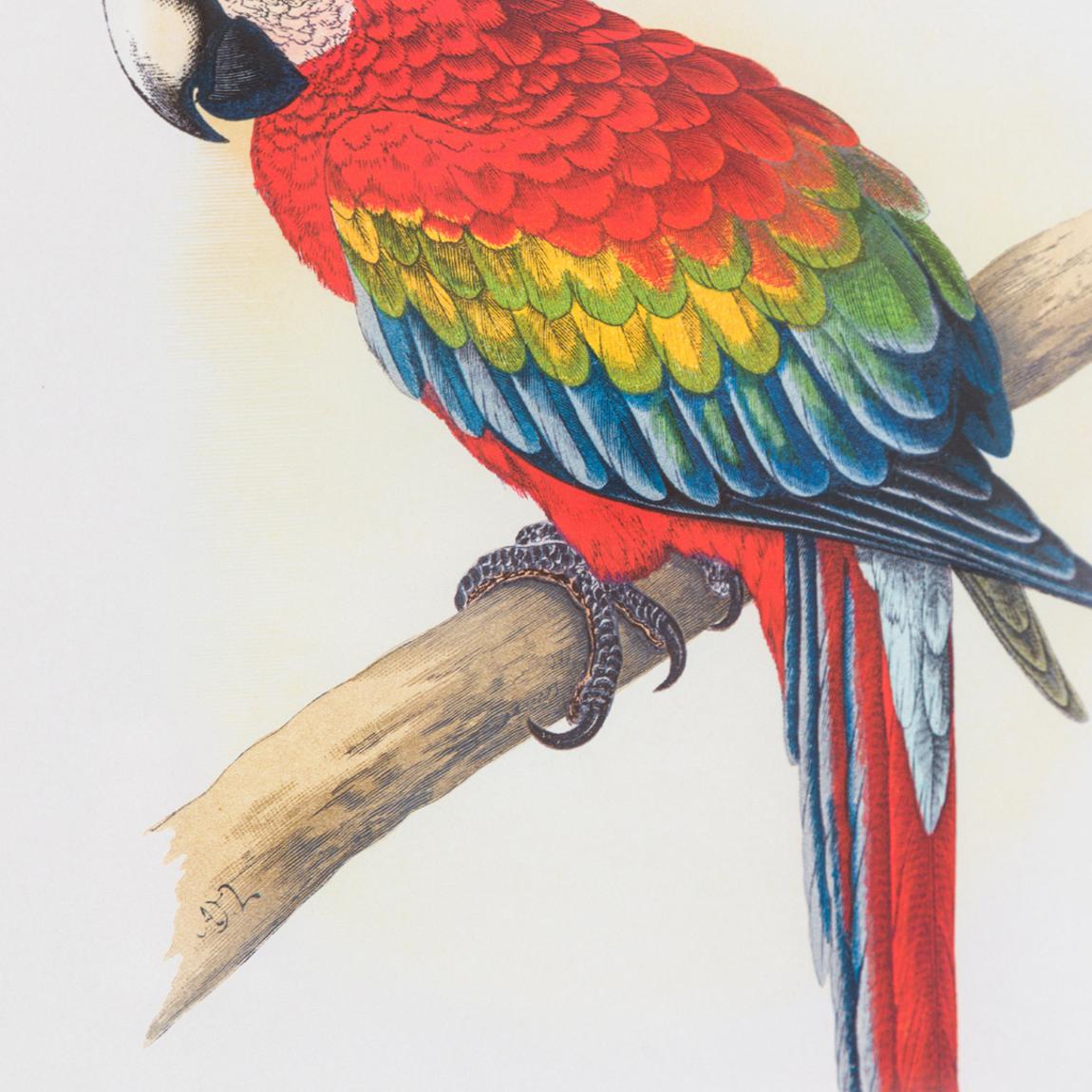 Parrot I 40x30cm Framed Print main product photo
