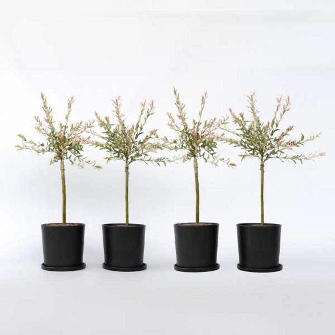 Flamingo Willow - 4 pcs. - Salix integra 'Flamingo' - Height 60-80cm - ⌀17cm main product photo