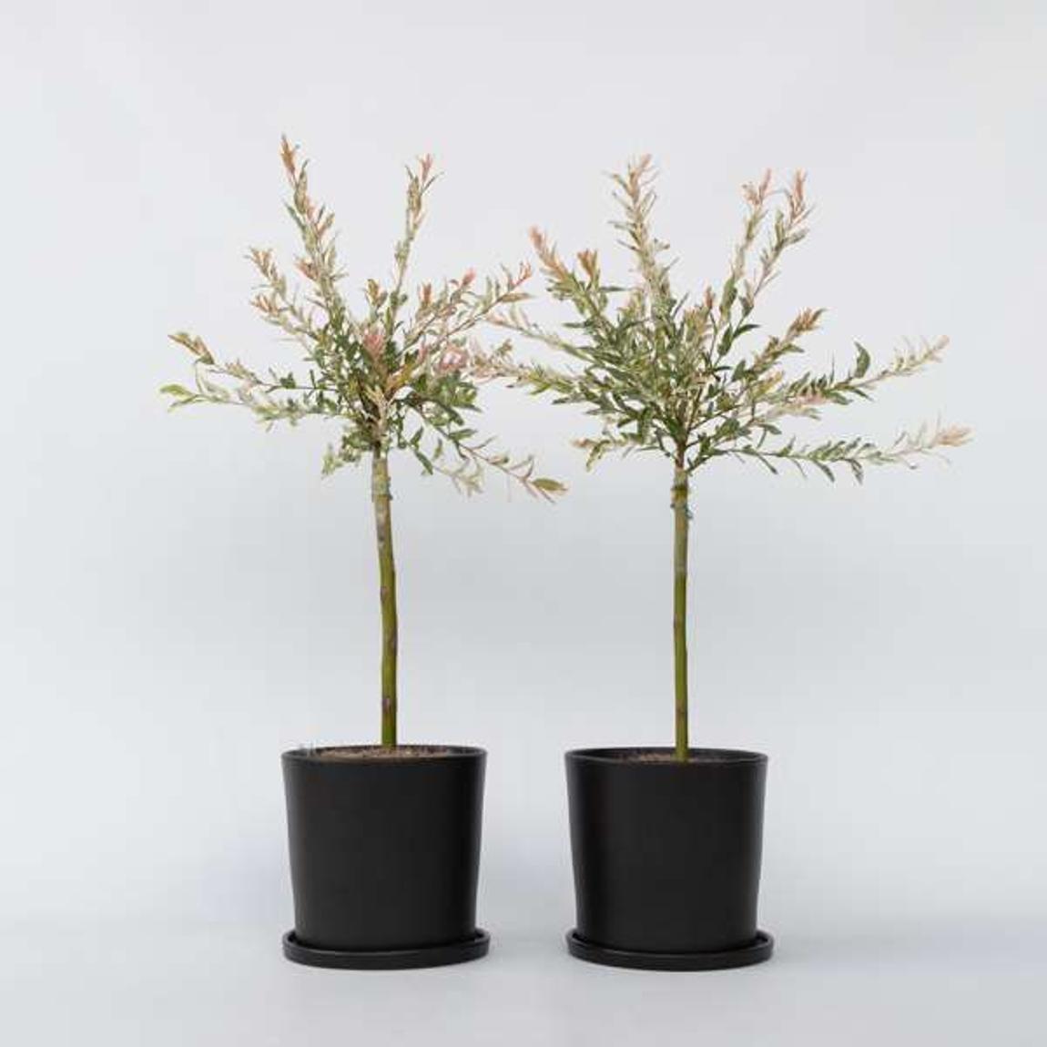 Flamingo Willow - 2 pcs. - Salix integra 'Flamingo' - Height 60-80cm - ⌀17cm main product photo