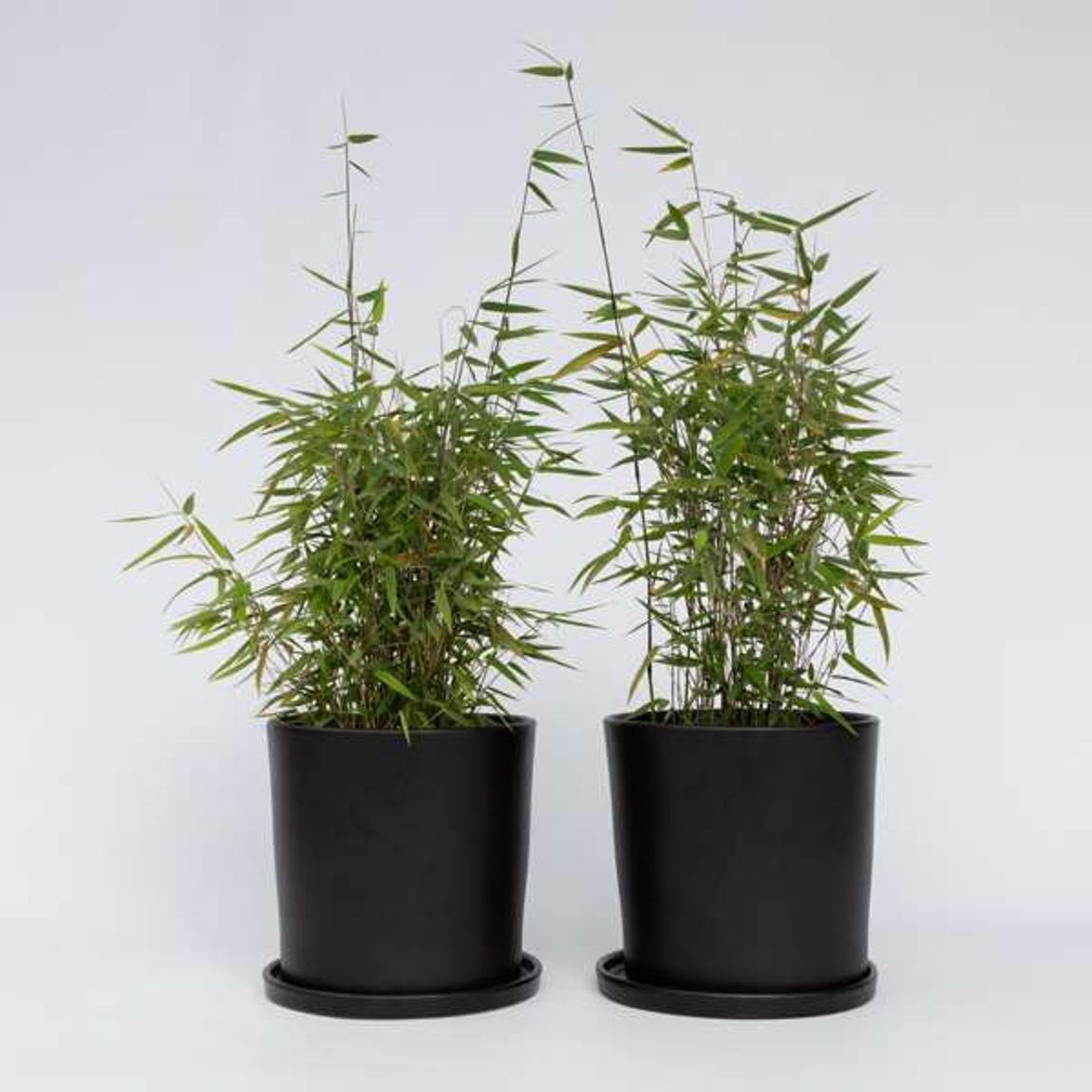 Chinese fountain bamboo - 2 pcs. - Fargesia 'Red Dragon' - H60-80cm - ⌀17cm main product photo
