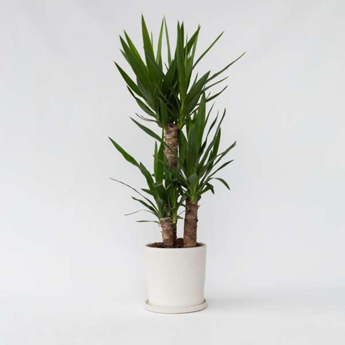 Common Yucca - Yucca elephantipes - Height 70-80cm - ⌀21cm main product photo