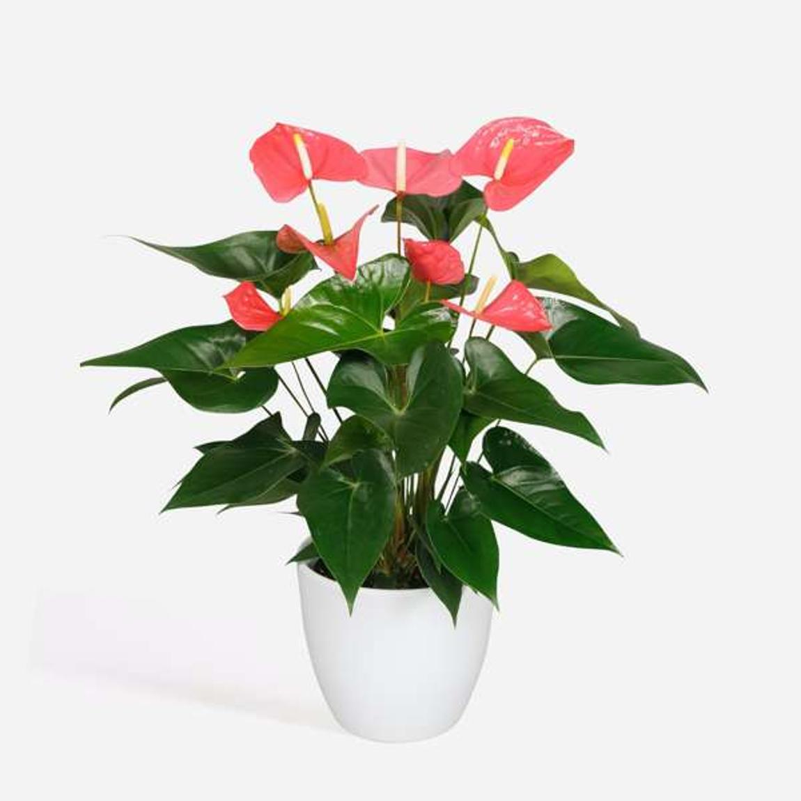 Laceleaf - Anthurium 'Maine Pink' - Height 55-70cm - ø17cm main product photo