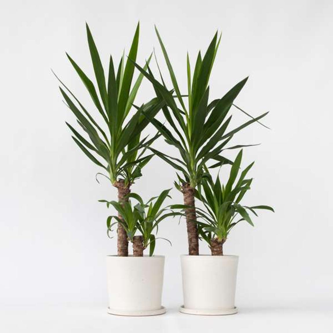Common Yucca - 2 pcs. - Yucca elephantipes - Height 70-80cm - ⌀21cm main product photo