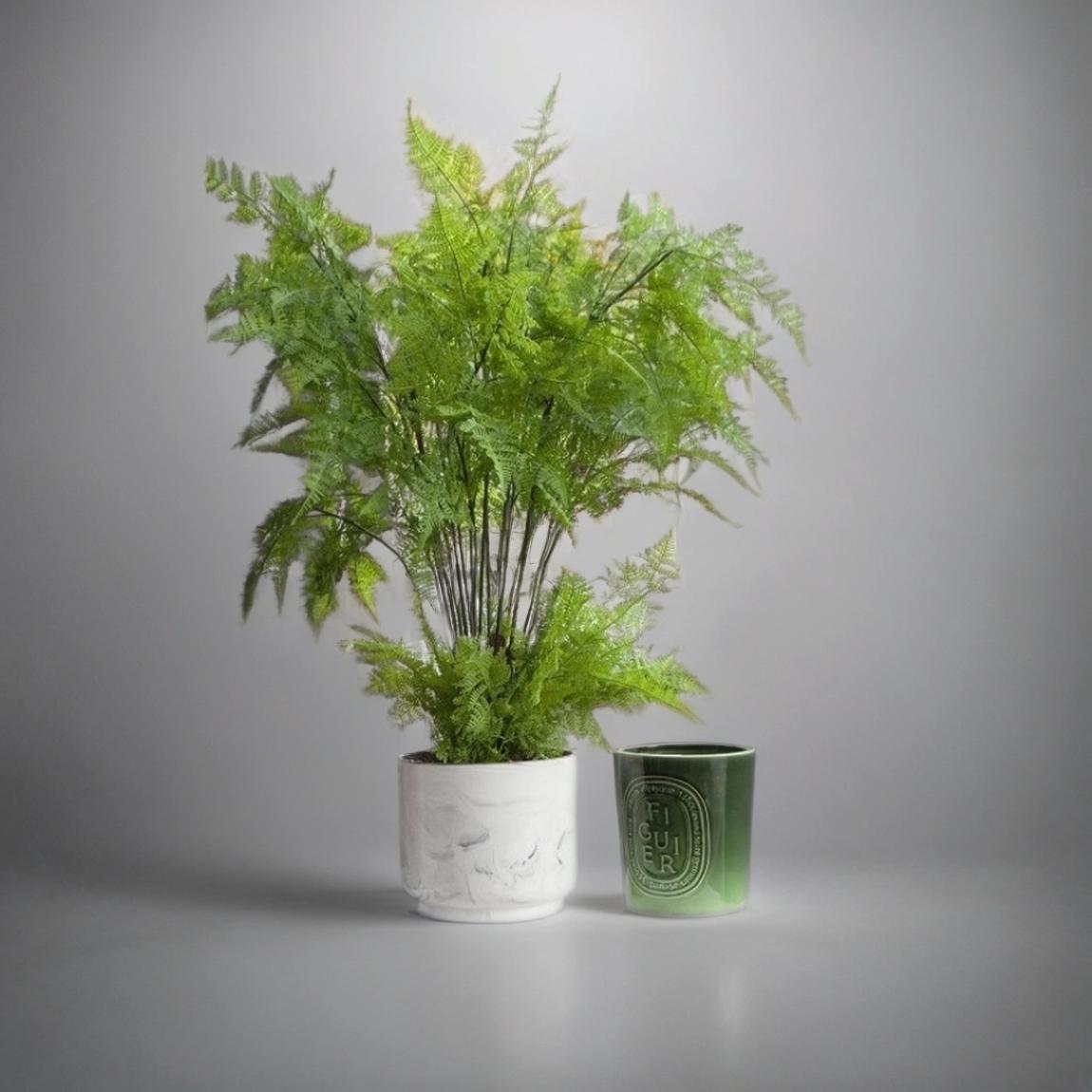 Potted Fern in a Marble Effect Planter main product photo