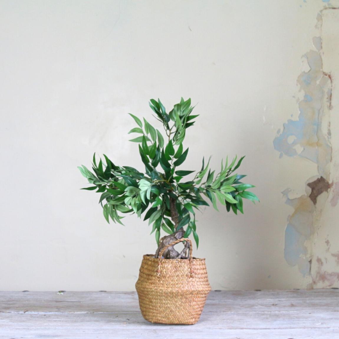 Ficus Plant in Rattan Belly Basket main product photo