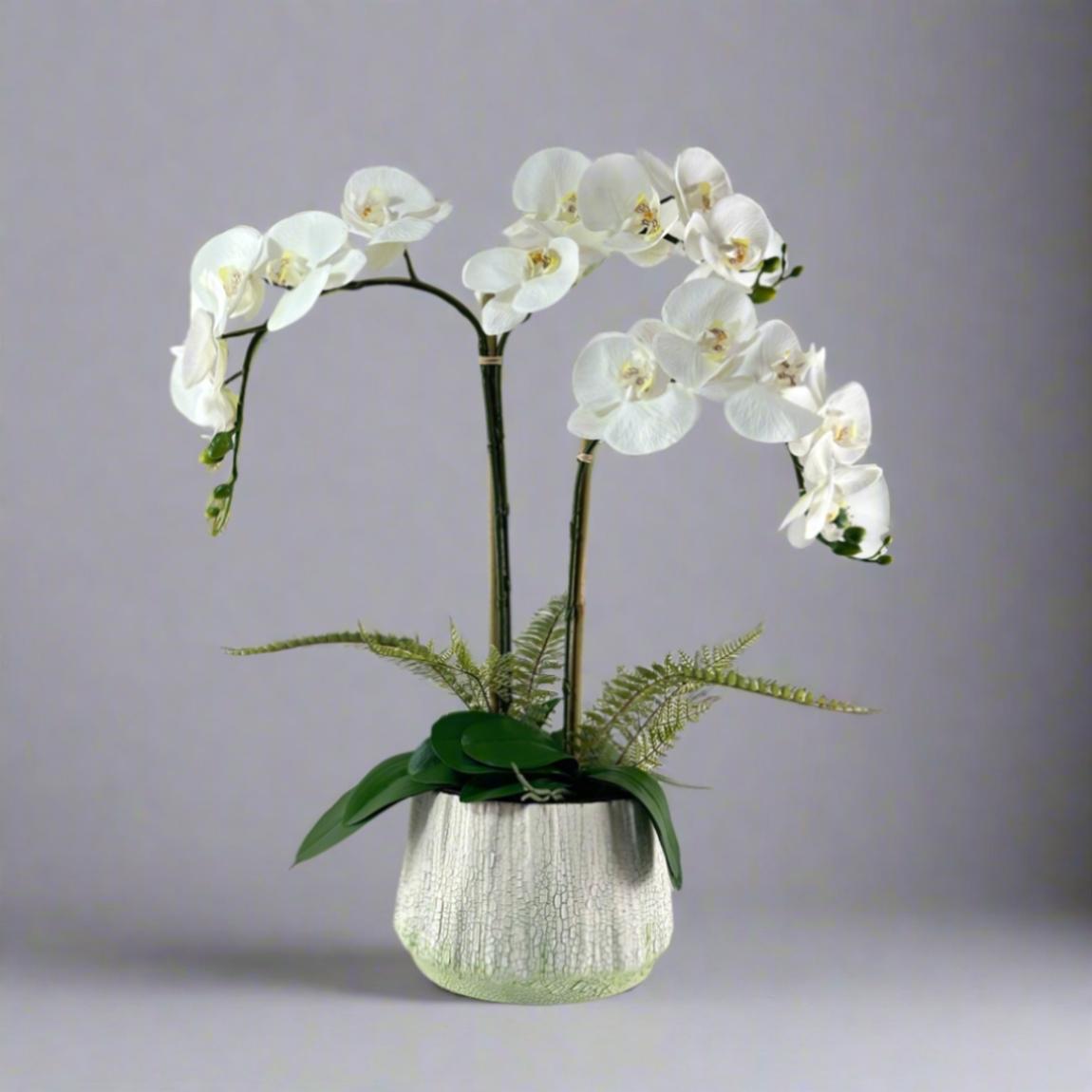 Potted Phalaenopsis Orchid in a Rustic Green and White Pot main product photo