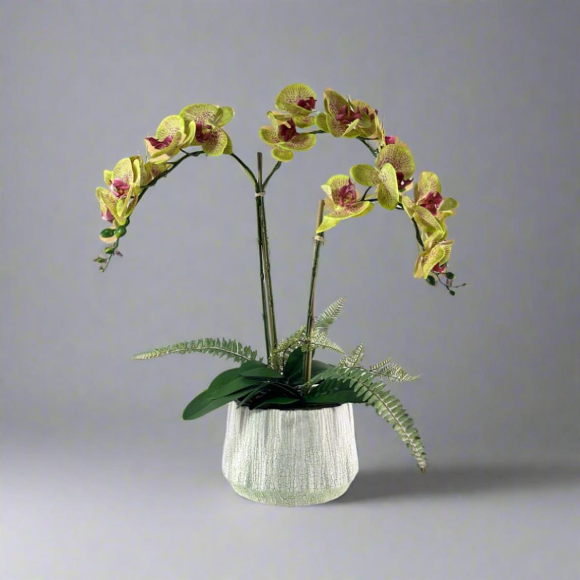 Potted Phalaenopsis Orchid in a Rustic Green and White Pot main product photo