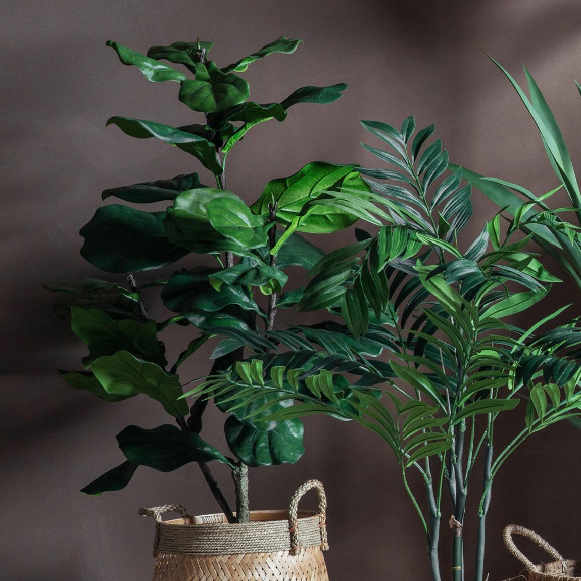 Fiddle Tree w/39 Leaves 580x580x1200mm main product photo