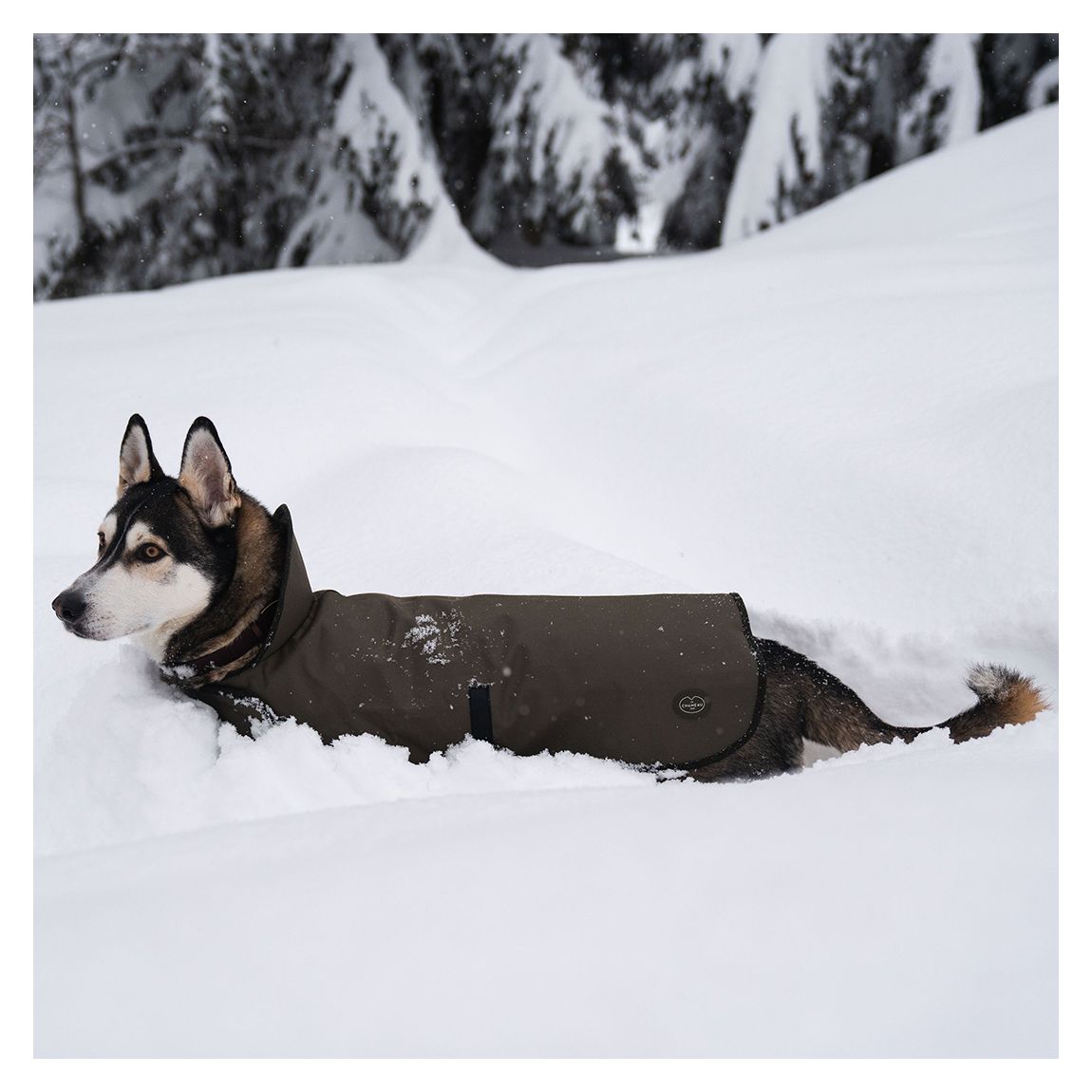 Medium Dog Coat, Vert Chameau
