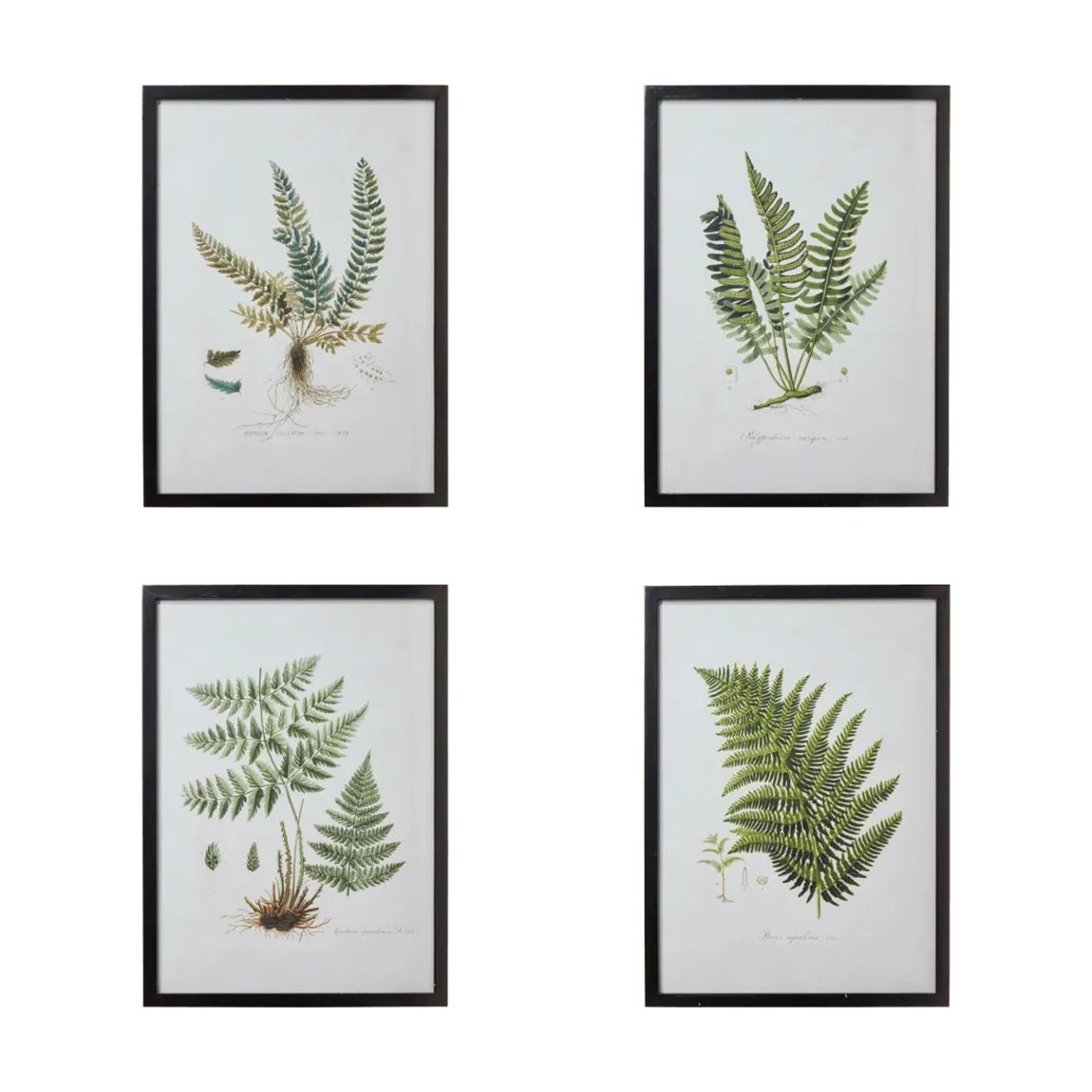 Set of Four Framed Fern Prints, Black