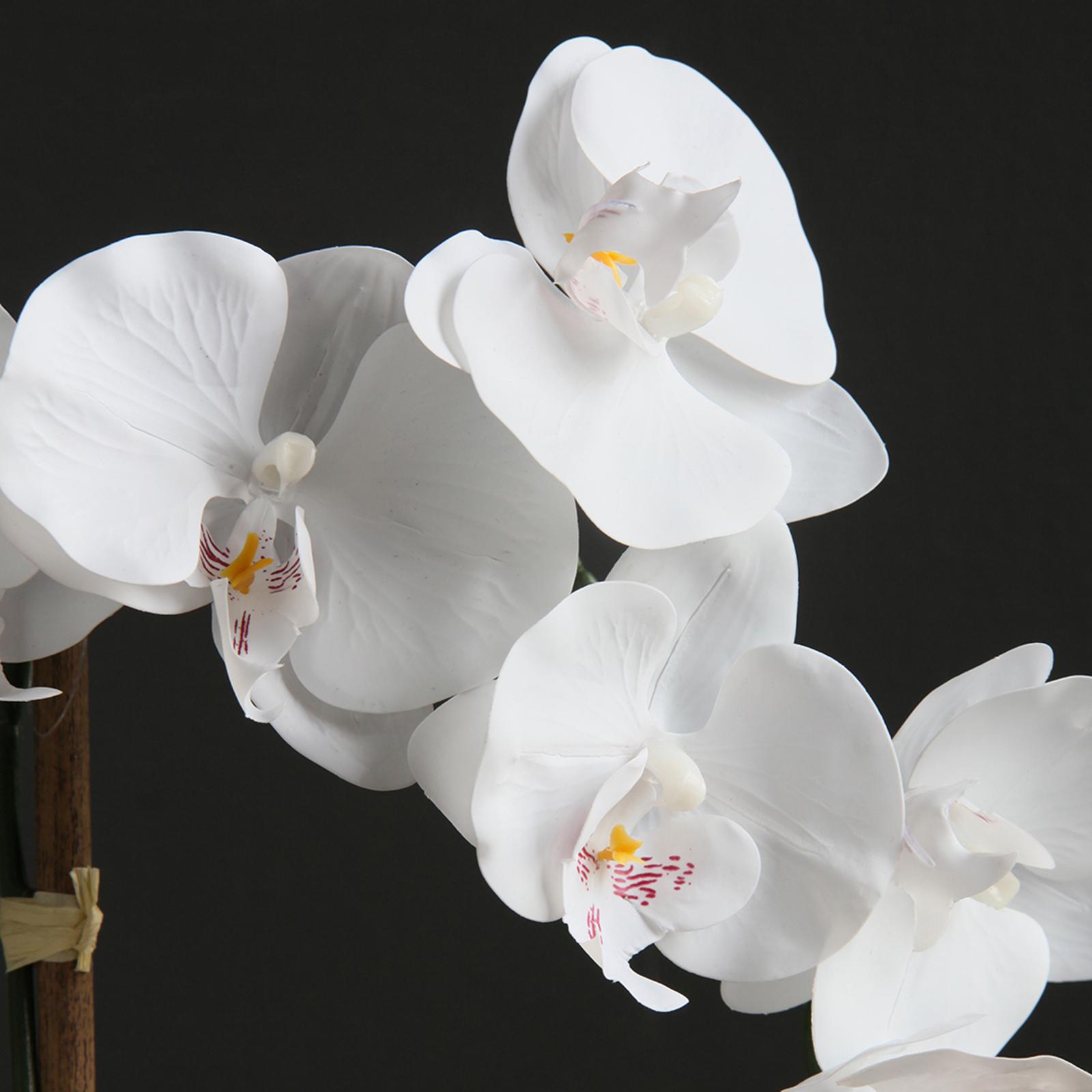 Real touch orchid plant