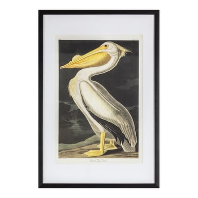 Inquisitive Pelican 91x61cm Framed Art
