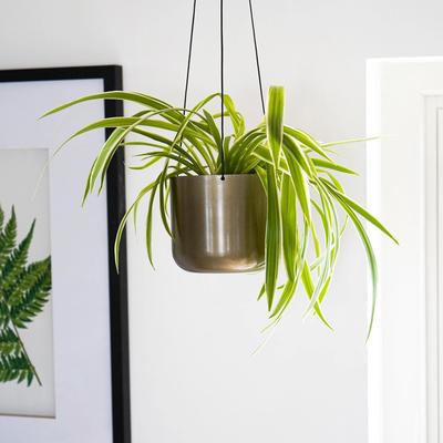 Kew Matt Brass Hanging Planter Small with Hook, 14cm