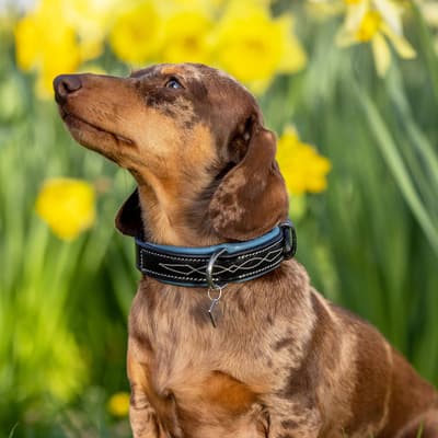 Multi Windsor Dog Collar X-Small