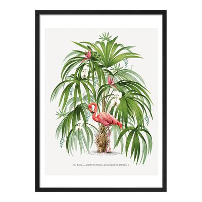 Flamingo Palm