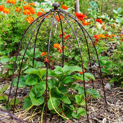 Outdoor Wire Netted Plant Protector Bronze H48cm W36