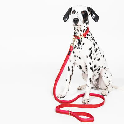 Leash (S/M), Colorblock Red/Pink
