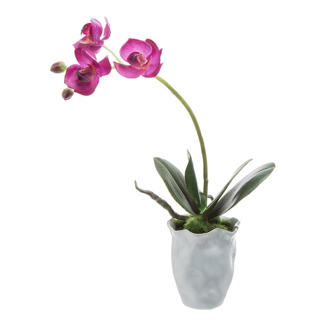Sia Pink/Green Potted Orchid 35cm
