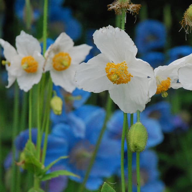 Van Meuwen Set of Four White/Pale Blue Baileyi Alba/Lingholm Meconopsis Florals Collection