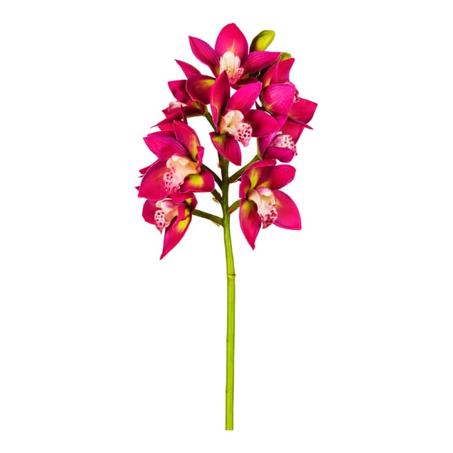 Sia Orchid Cymbidium H48cm
