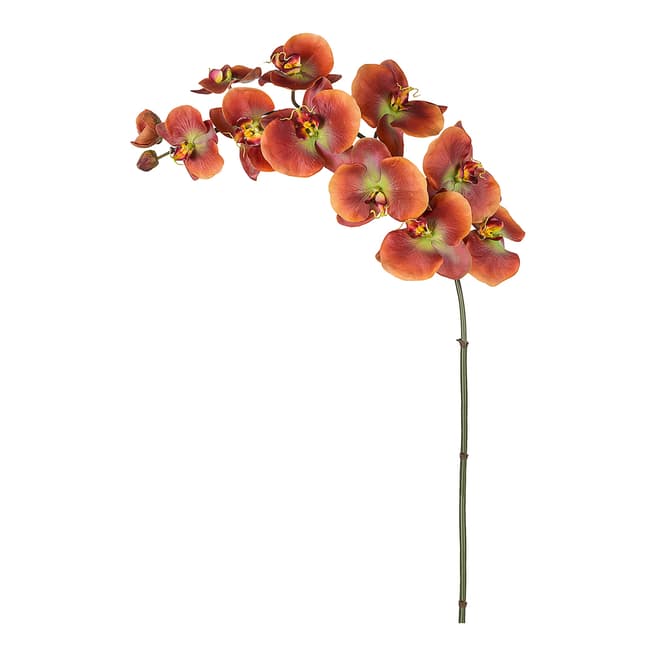 Sia Phalae Orchid H105cm