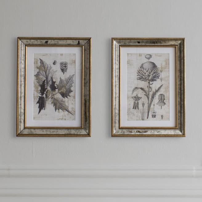 Gallery Living Set of 2 Fremont Botanical Studies Framed Art 30x40cm