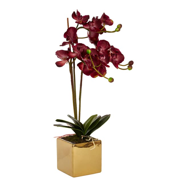 Premier Housewares Aubergine Orchid Plant