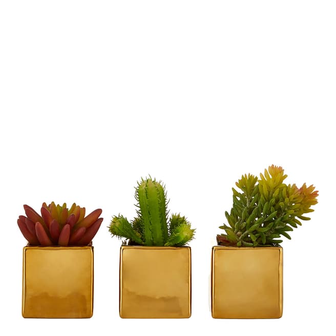 Premier Housewares Set of 3 Mini Succulents with Gold Pot