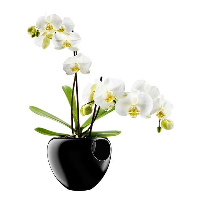 Eva Solo Black Orchid Pot